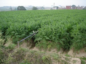 Carrots From China